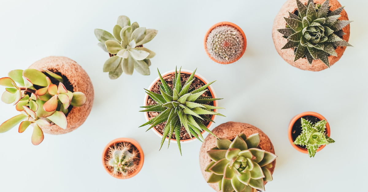 The Best Faux Plants to Complete Your Space